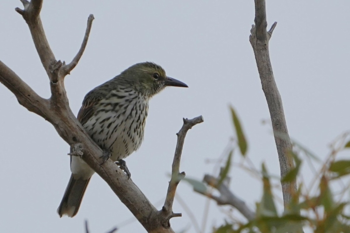 Olive-backed Oriole - ML621125296