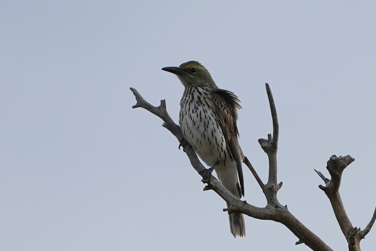 Olive-backed Oriole - ML621125297