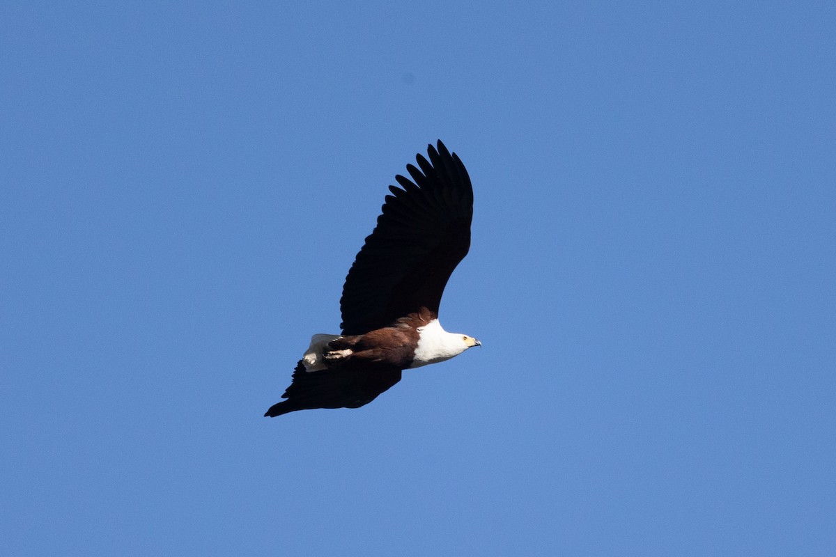 African Fish-Eagle - ML621125342
