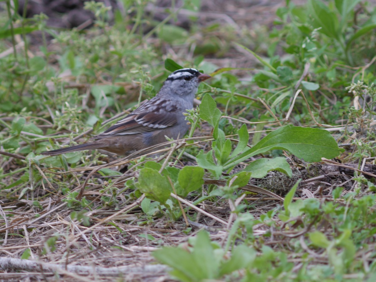 White-crowned Sparrow - ML621125344