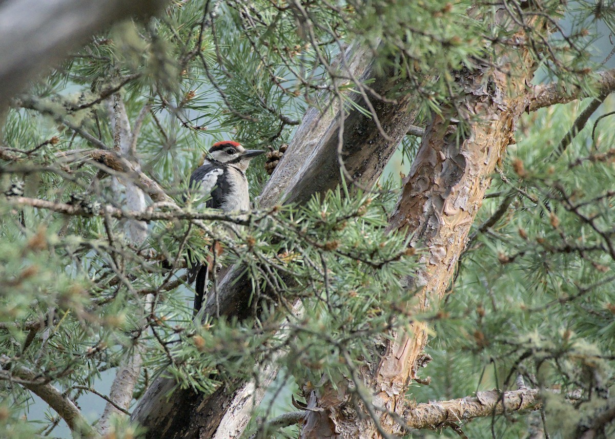Great Spotted Woodpecker - ML621125361