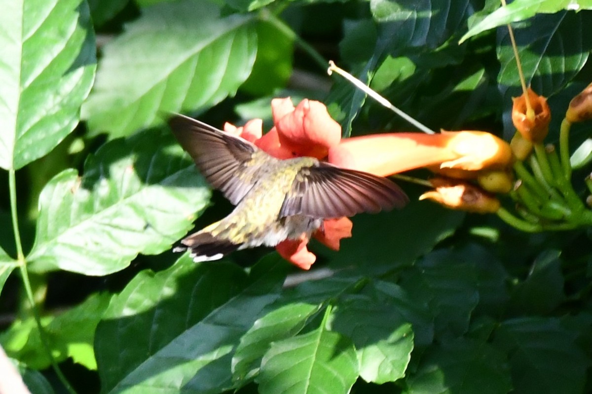 Black-chinned Hummingbird - ML621125388