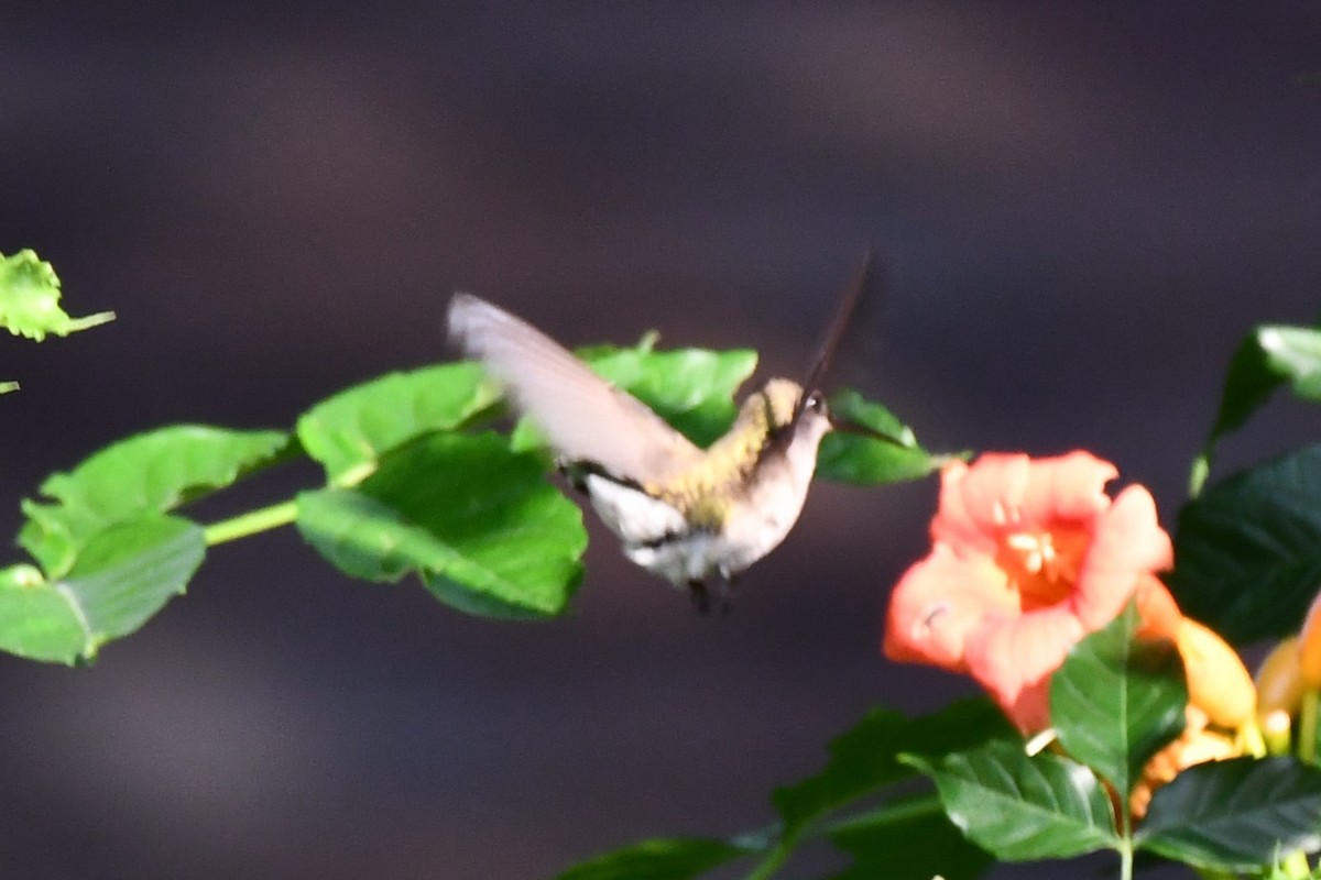 Black-chinned Hummingbird - ML621125389