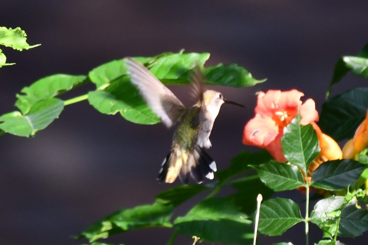 Black-chinned Hummingbird - ML621125390