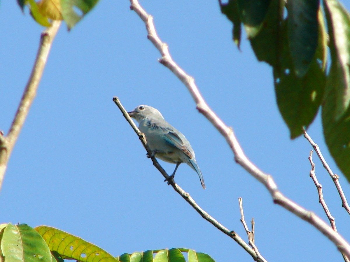 Blue-gray Tanager - ML621125504