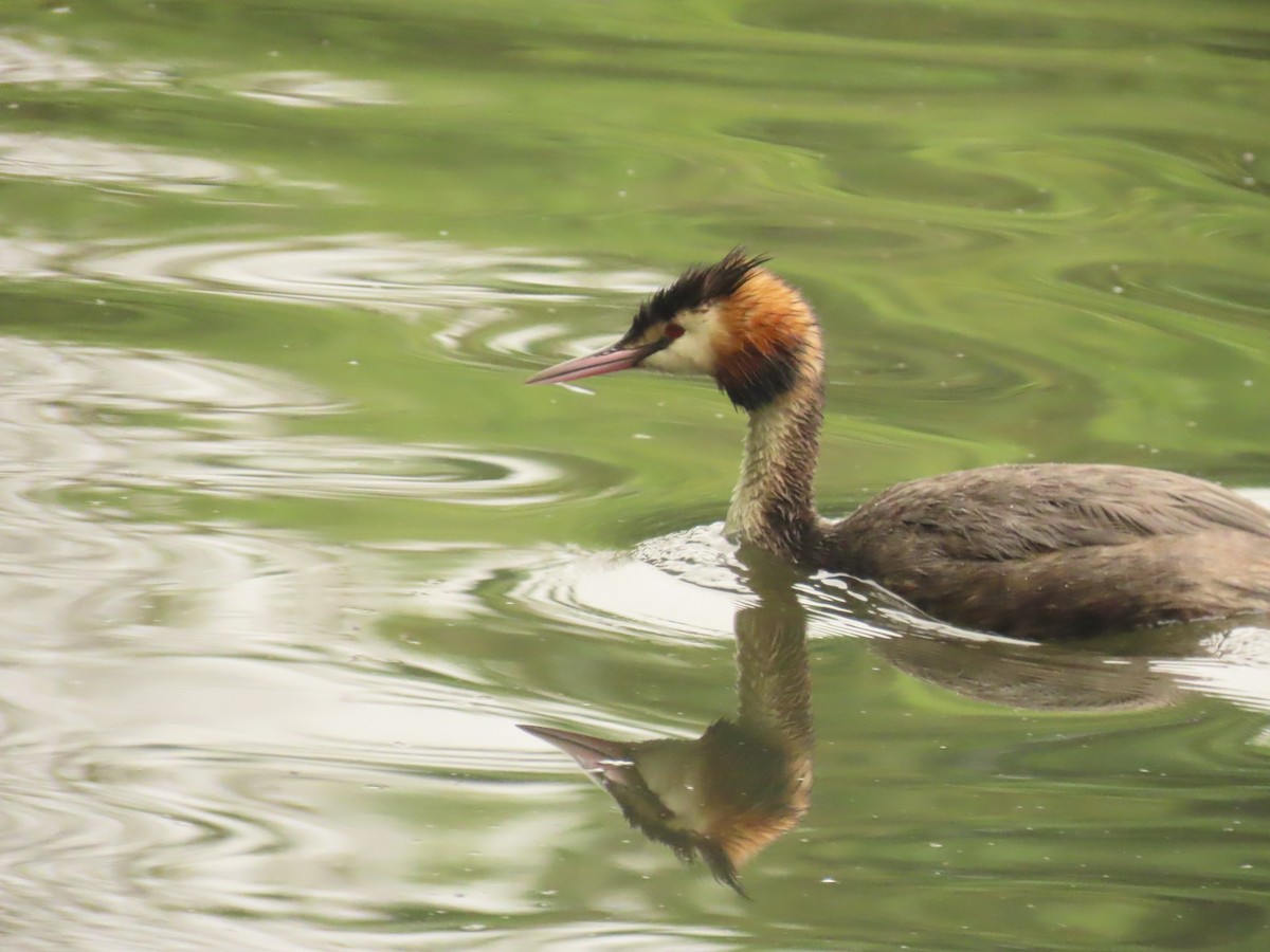 Great Crested Grebe - ML621125512