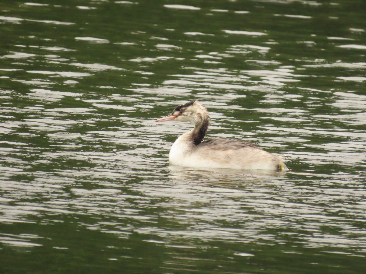 Great Crested Grebe - ML621125513
