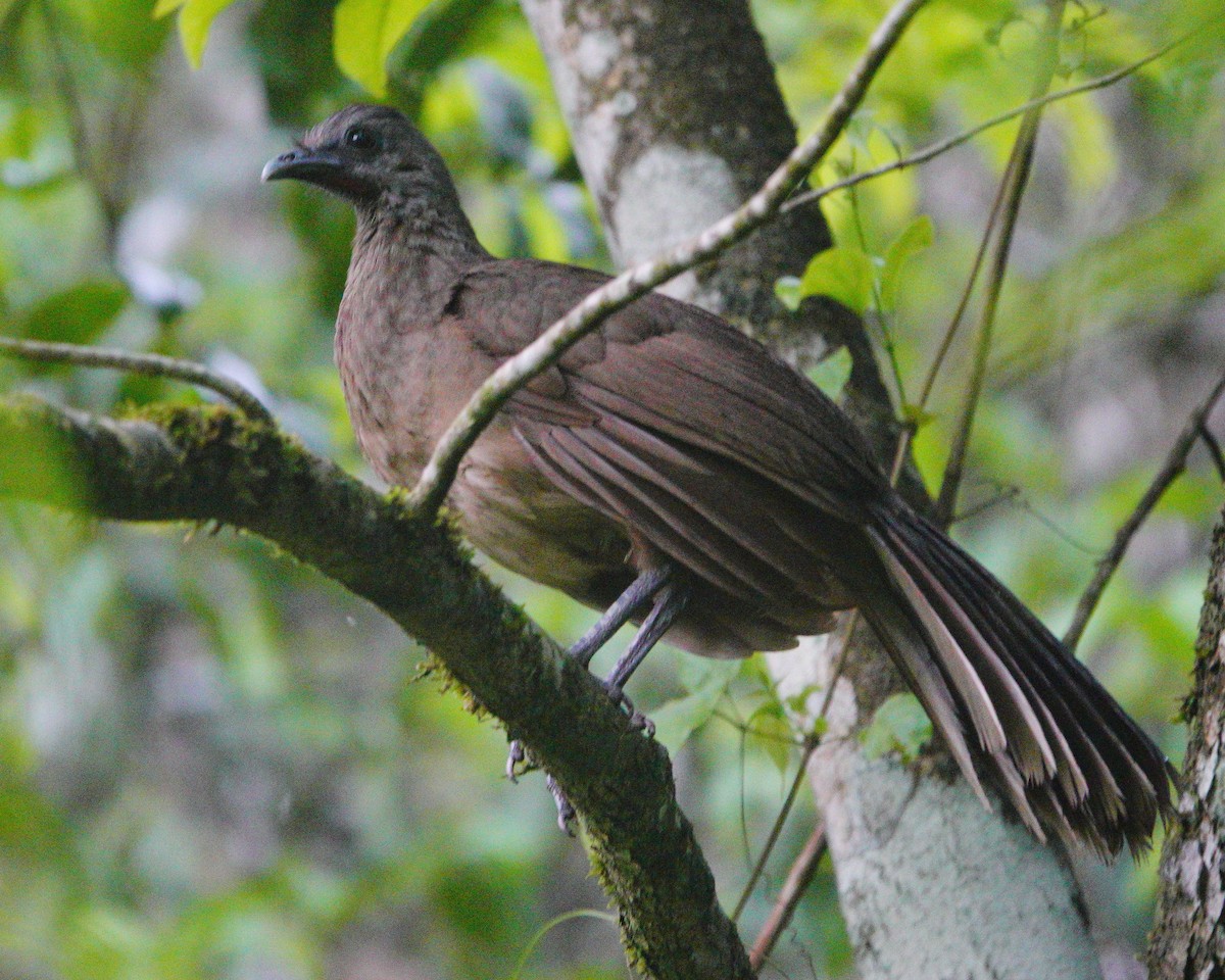 Plain Chachalaca - ML621125516