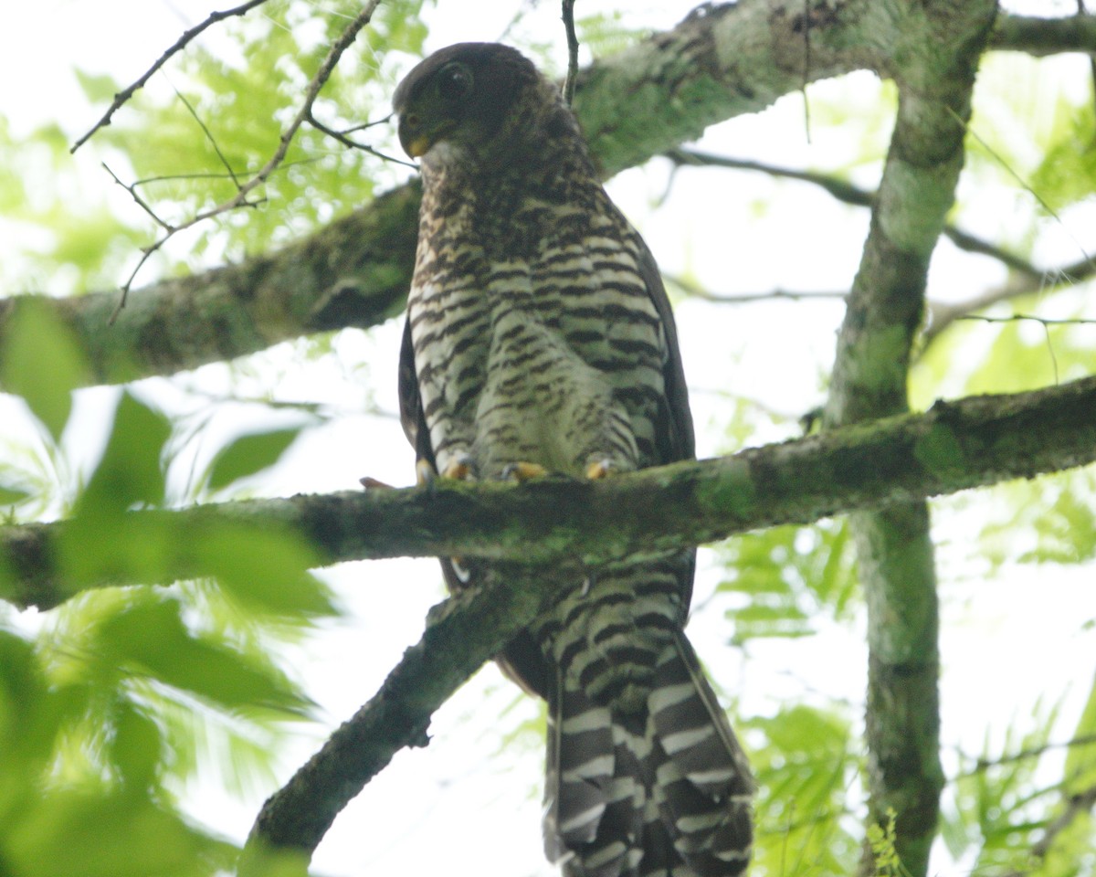 Collared Forest-Falcon - ML621125542