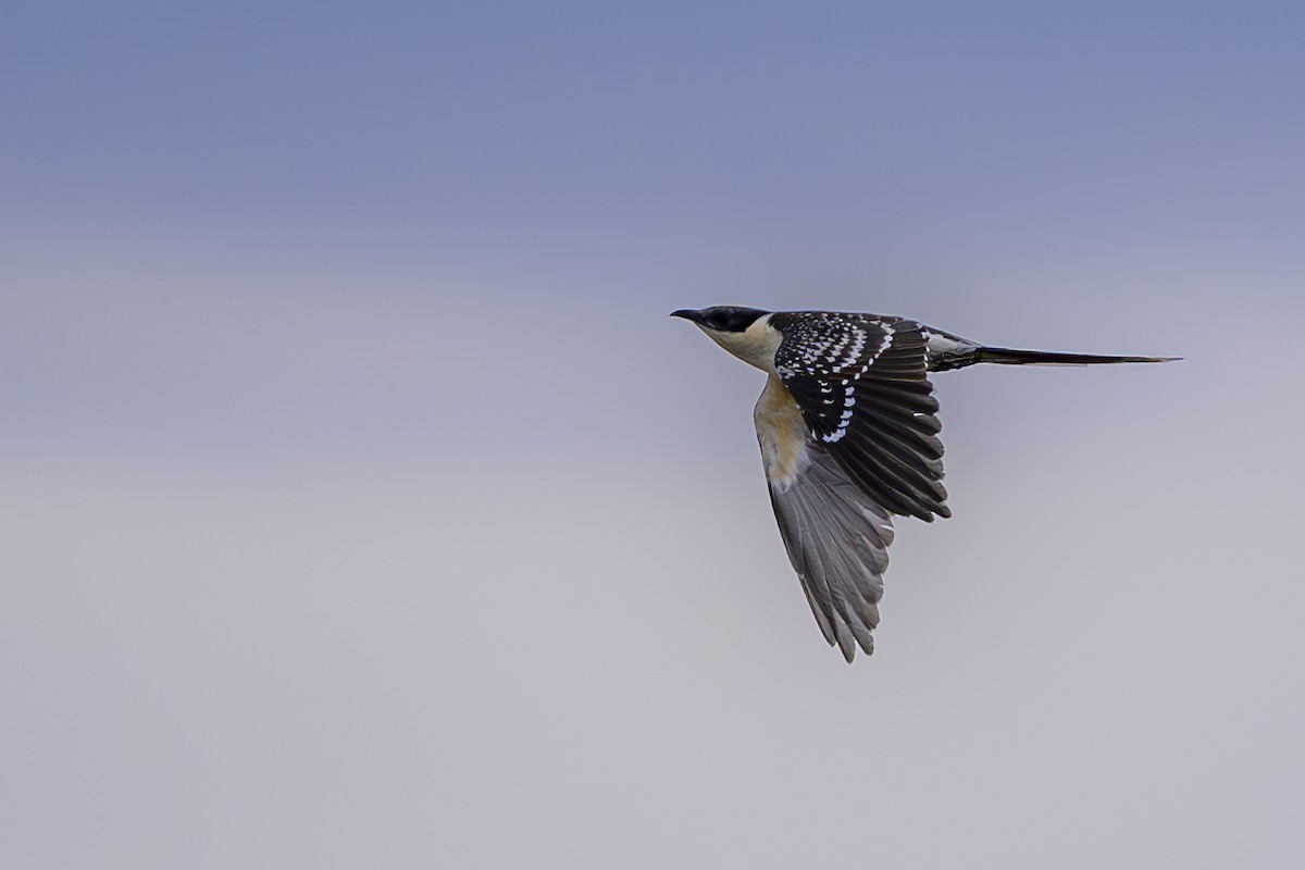 Great Spotted Cuckoo - ML621125546