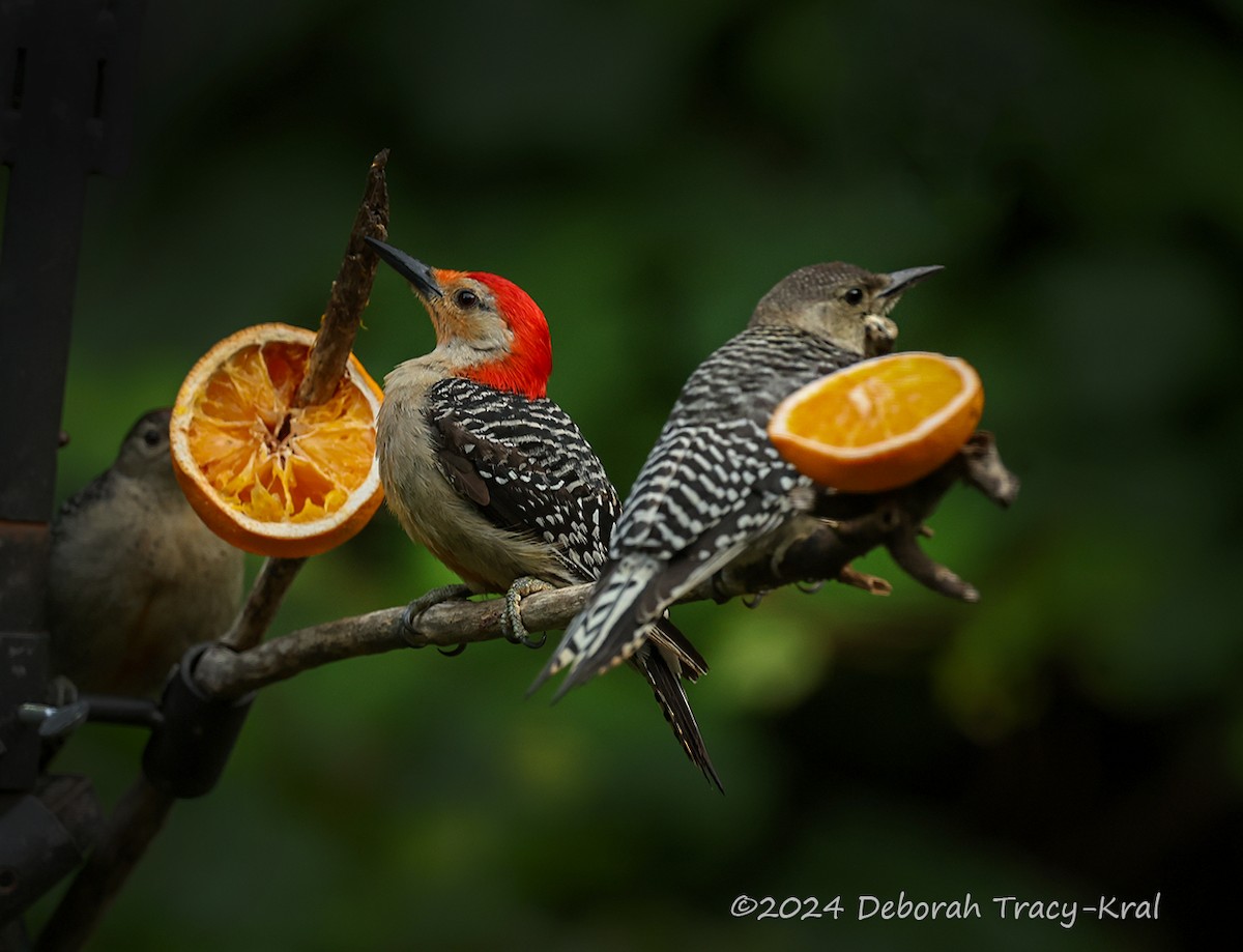 Red-bellied Woodpecker - ML621125549