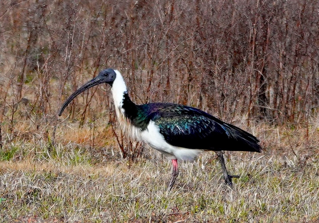 ibis slámokrký - ML621125553
