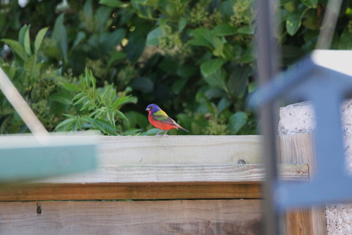 Painted Bunting - ML621125569