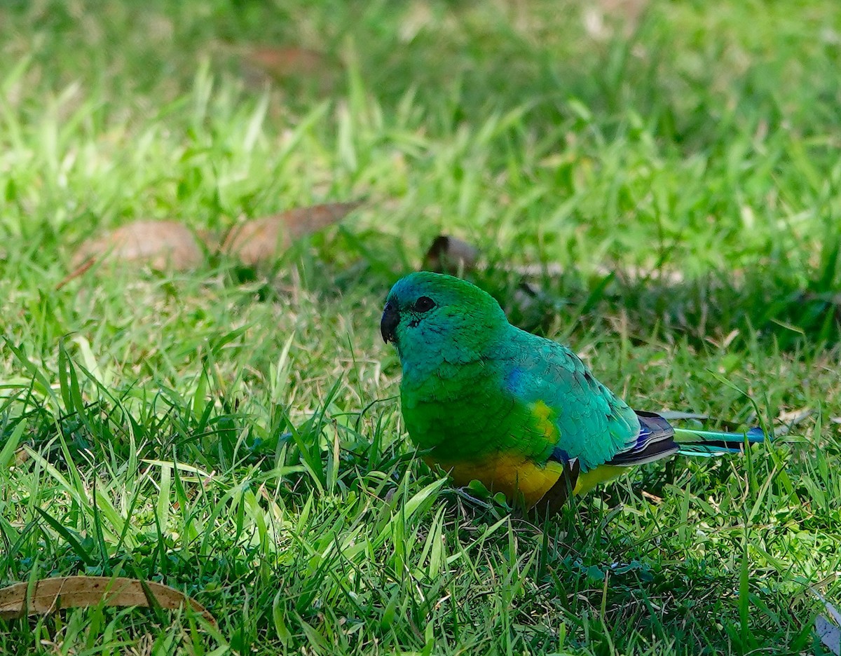 Red-rumped Parrot - ML621125571