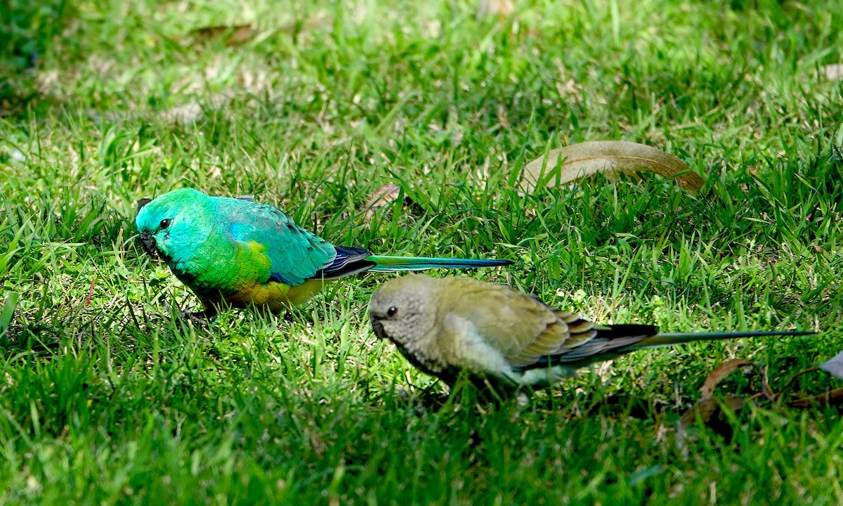 Red-rumped Parrot - ML621125579
