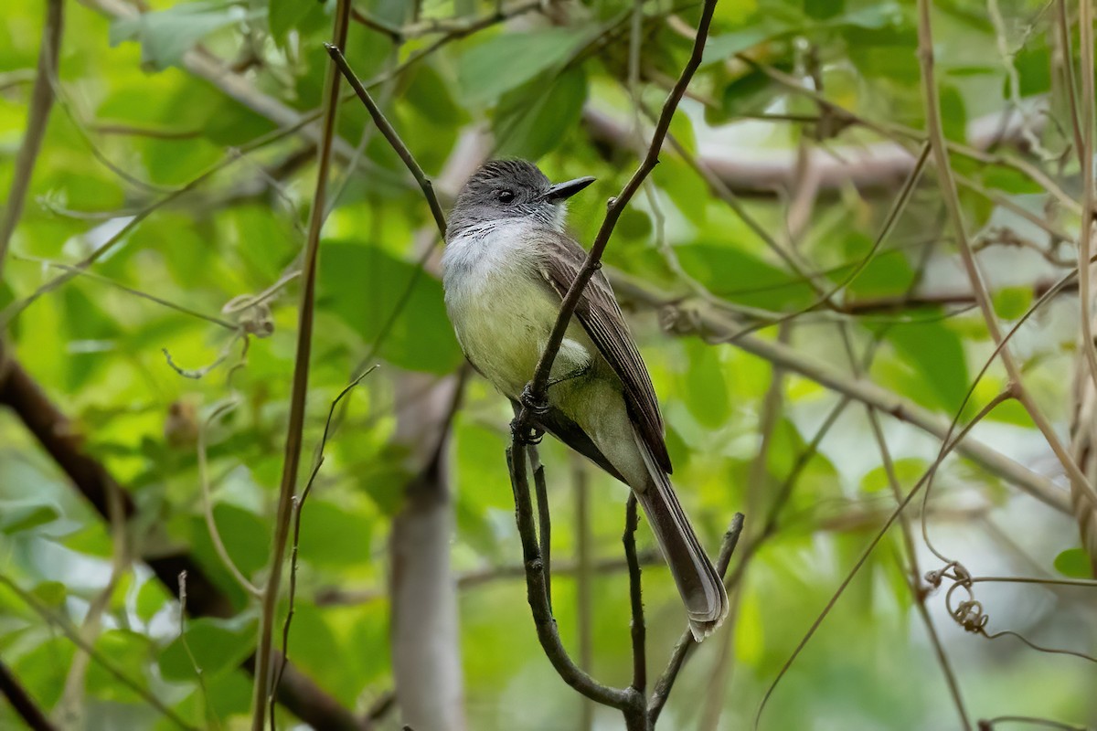 Sooty-crowned Flycatcher - ML621125618
