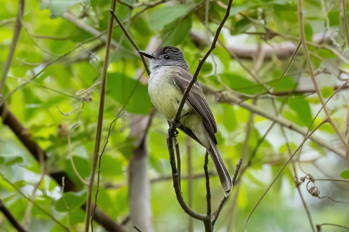 Sooty-crowned Flycatcher - ML621125619