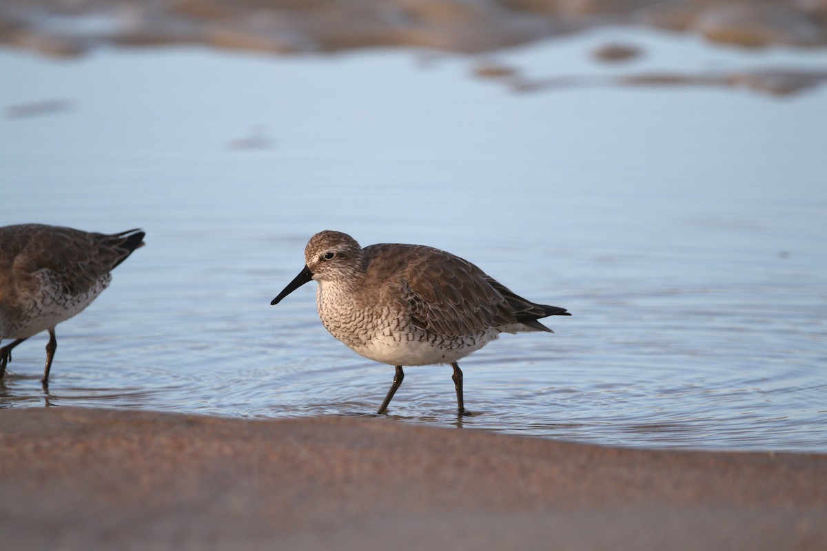 Red Knot - ML621125634