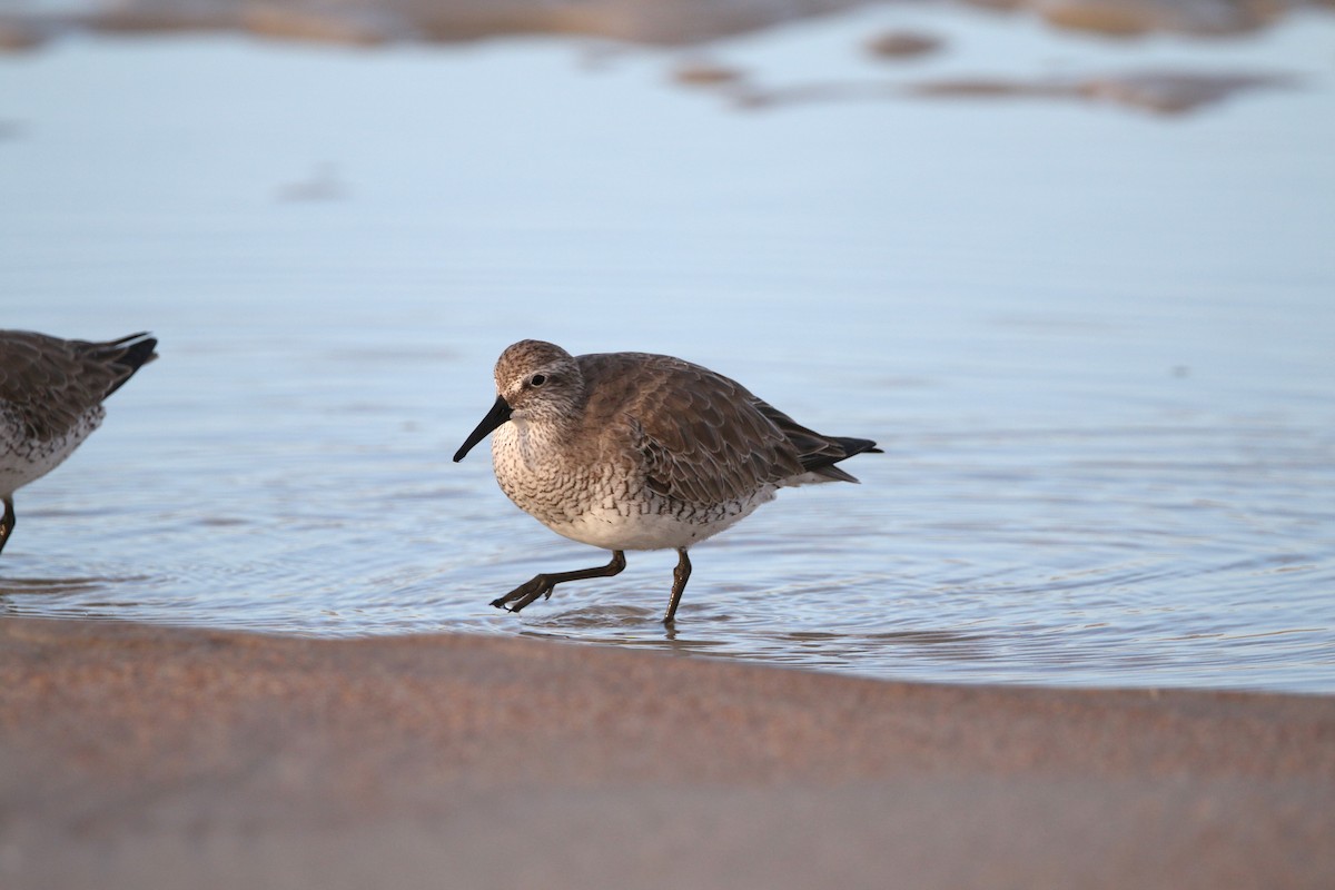 Red Knot - ML621125637