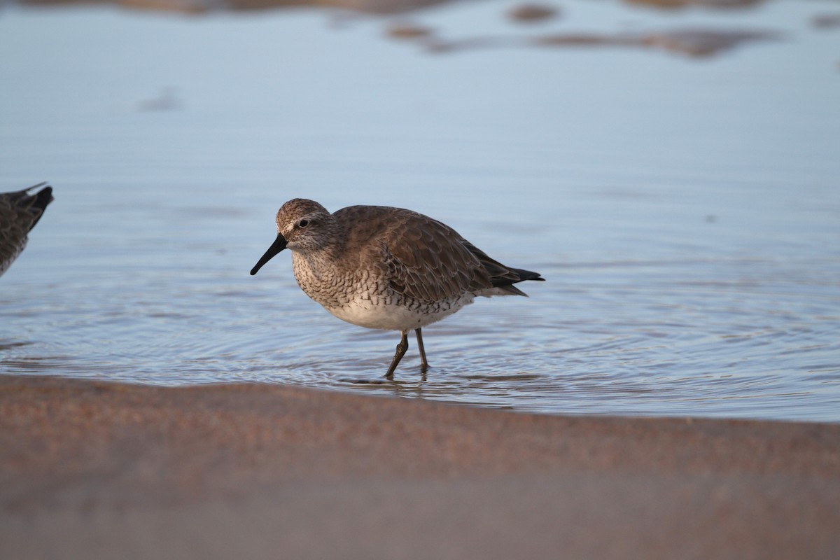 Red Knot - ML621125641