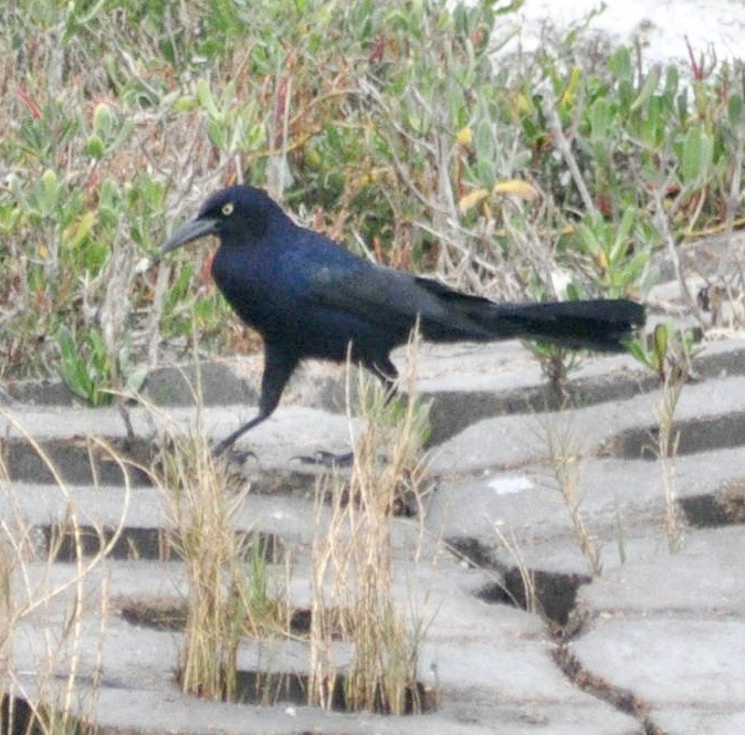 Great-tailed Grackle - James  Currie