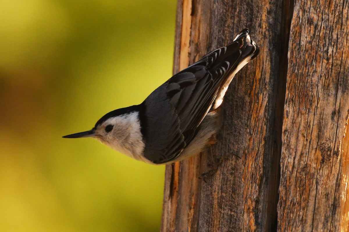 White-breasted Nuthatch - ML621125683