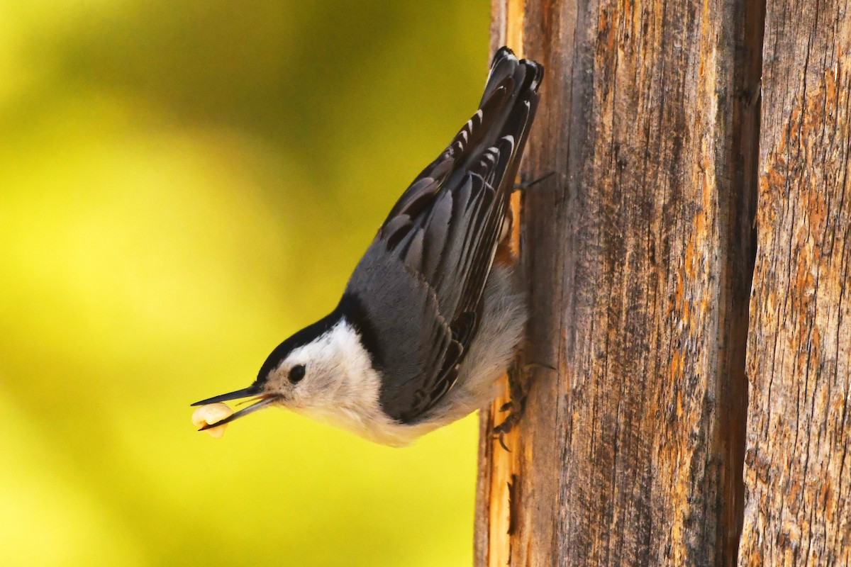 White-breasted Nuthatch - ML621125684