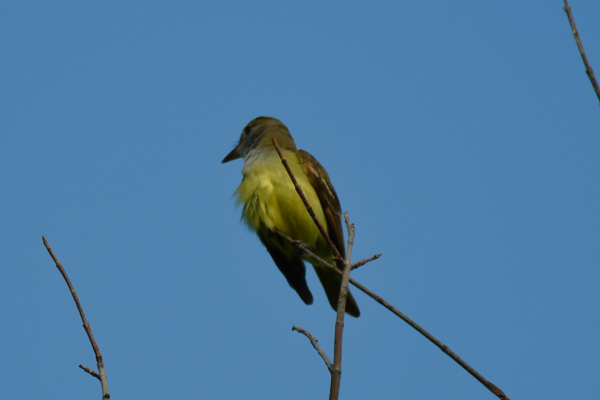 Great Crested Flycatcher - ML621125708