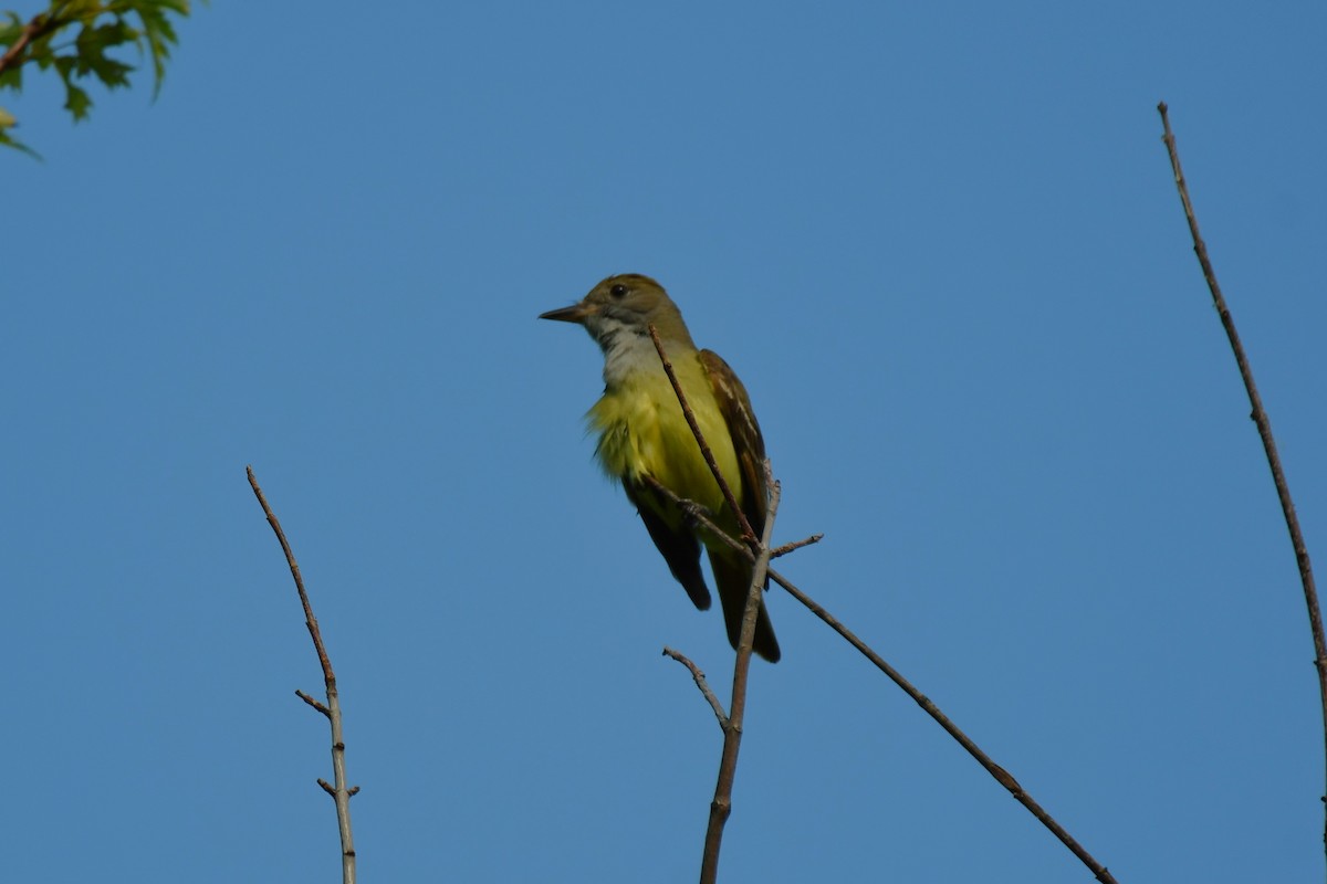 Great Crested Flycatcher - ML621125709