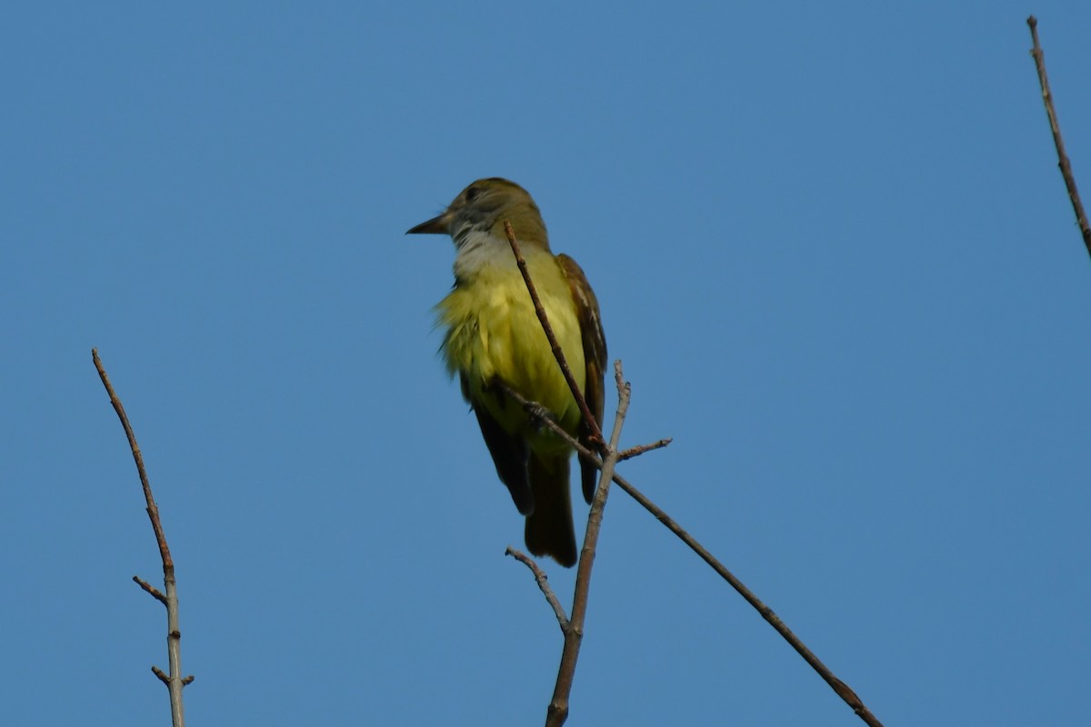 Great Crested Flycatcher - ML621125710