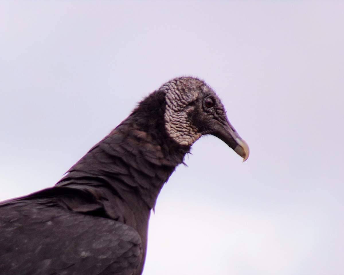 Black Vulture - ML621125722
