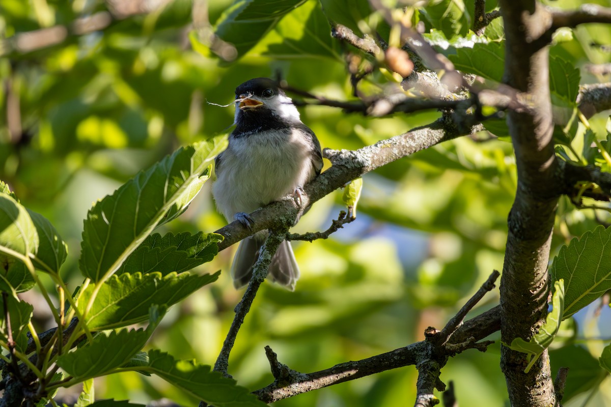 Black-capped Chickadee - Nathan McCarty