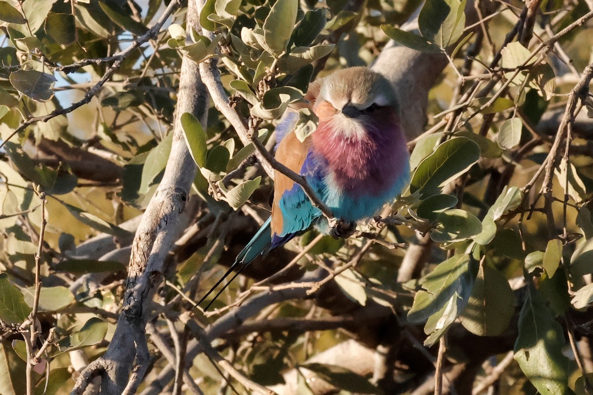 Lilac-breasted Roller - ML621125774