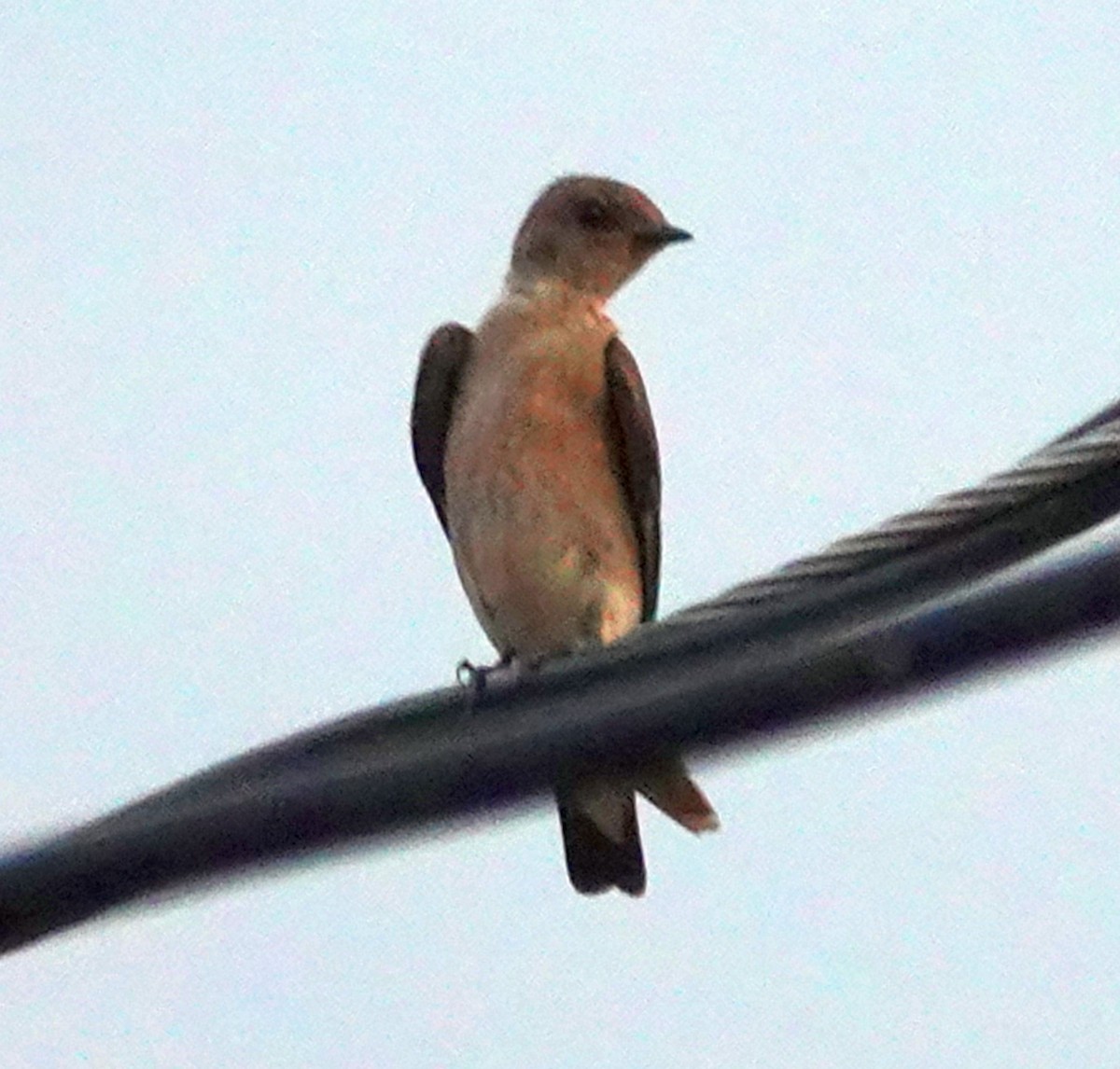 Northern Rough-winged Swallow - ML621125776