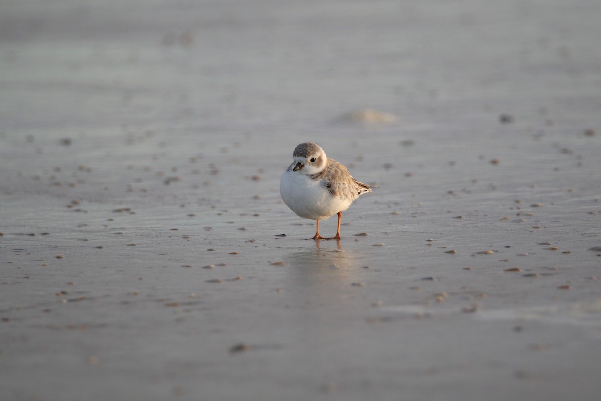 Piping Plover - ML621125787
