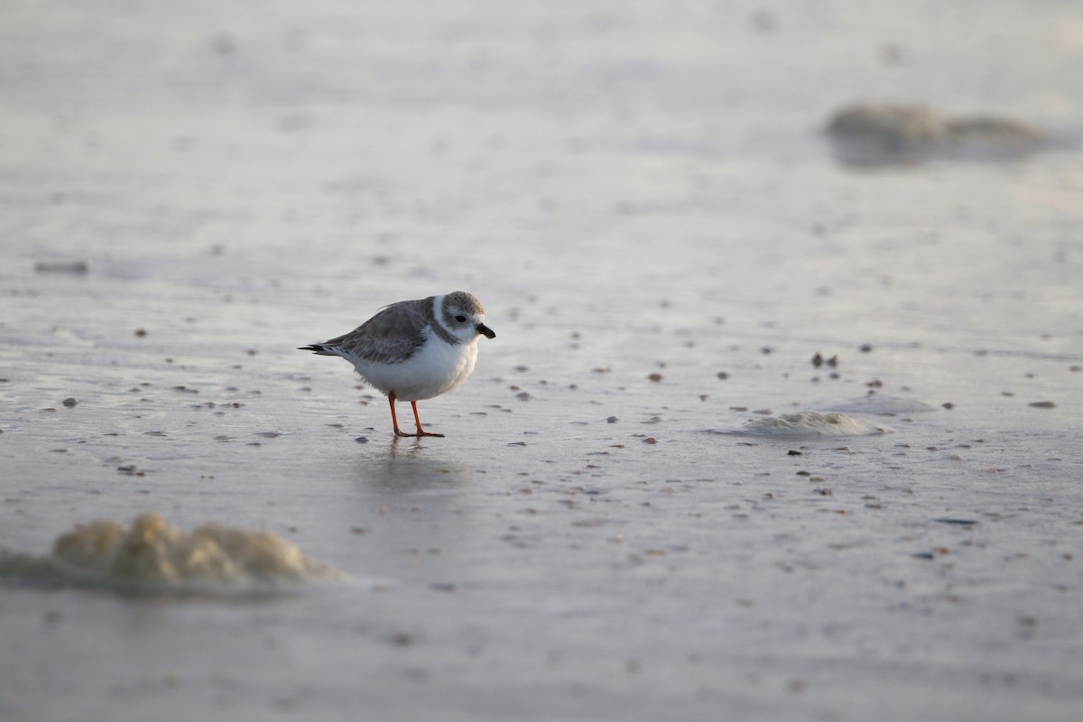 Piping Plover - ML621125789
