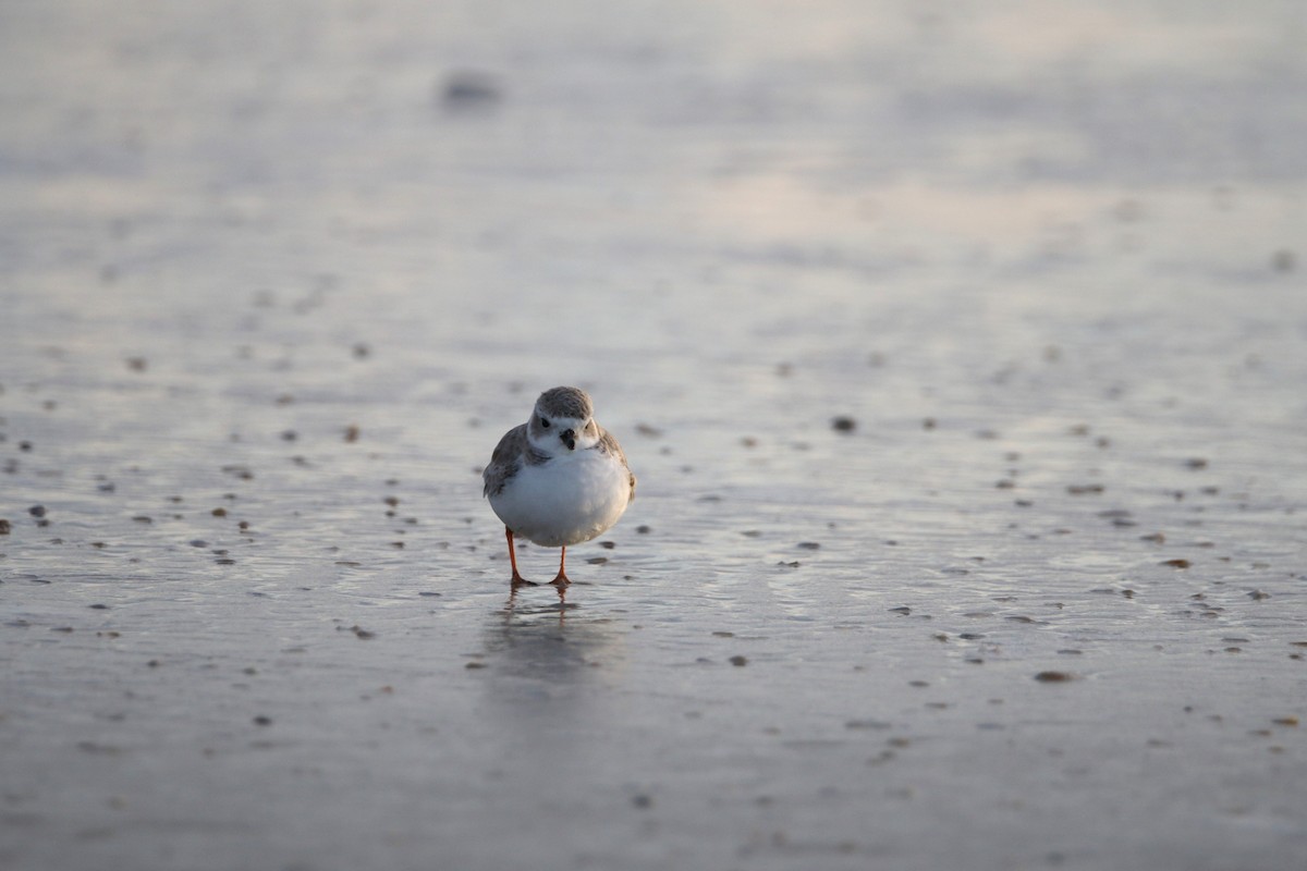 Piping Plover - ML621125790