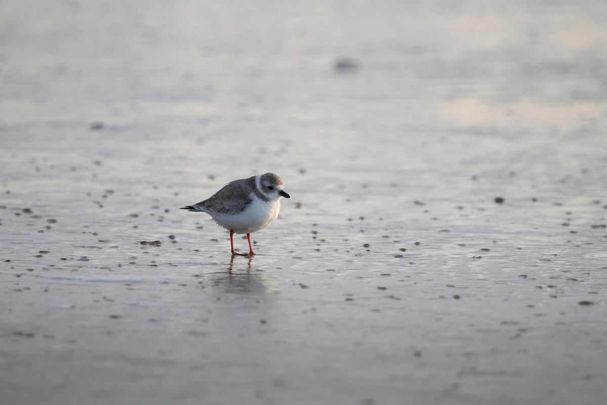 Piping Plover - ML621125793