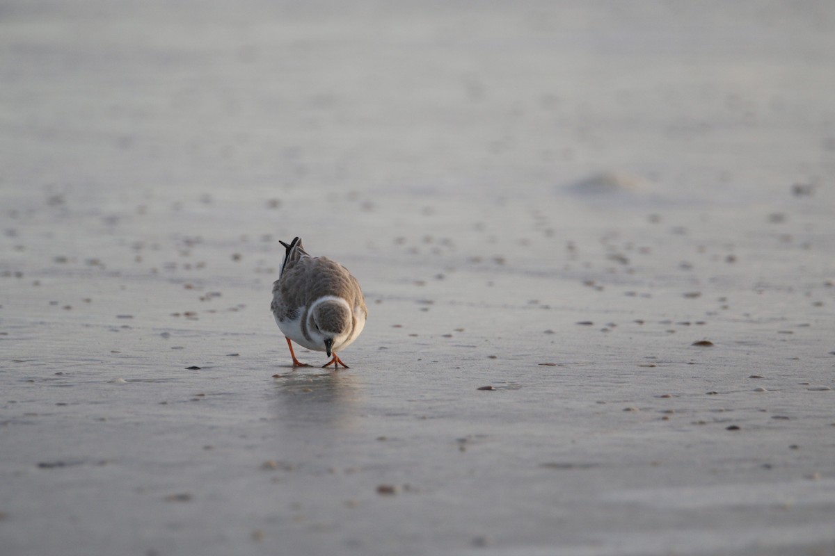 Piping Plover - ML621125794