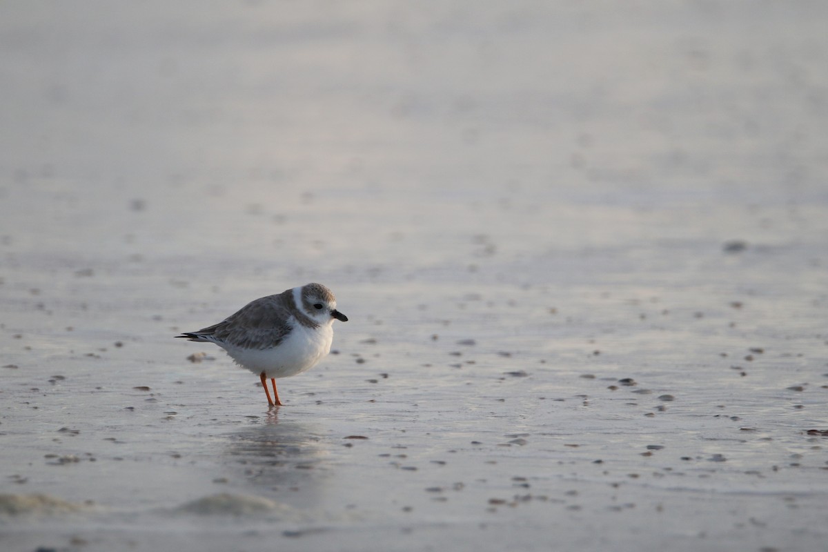 Piping Plover - ML621125797