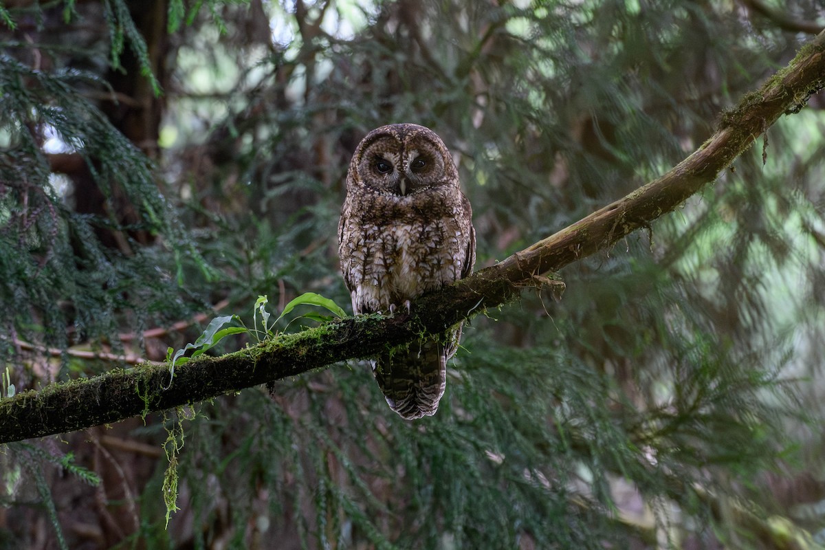 Himalayan Owl - ML621125804