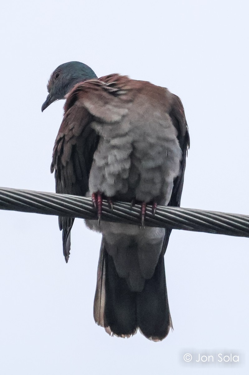 Pale-vented Pigeon - ML621125805