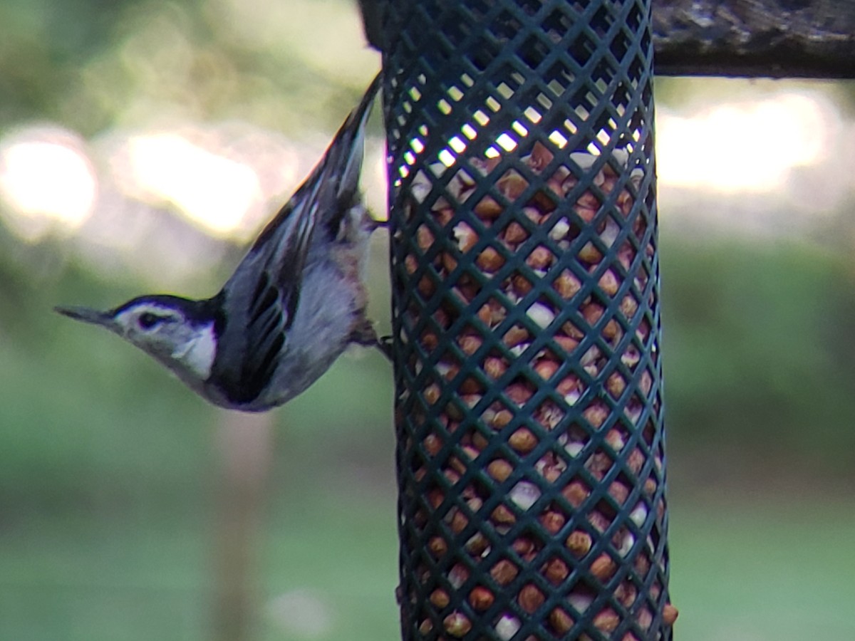 White-breasted Nuthatch - ML621125806