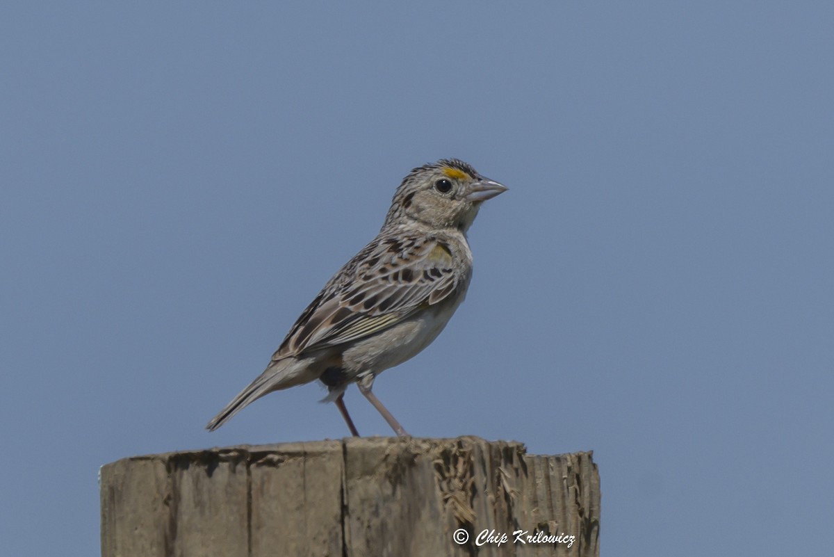 Savannah Sparrow - ML621125824