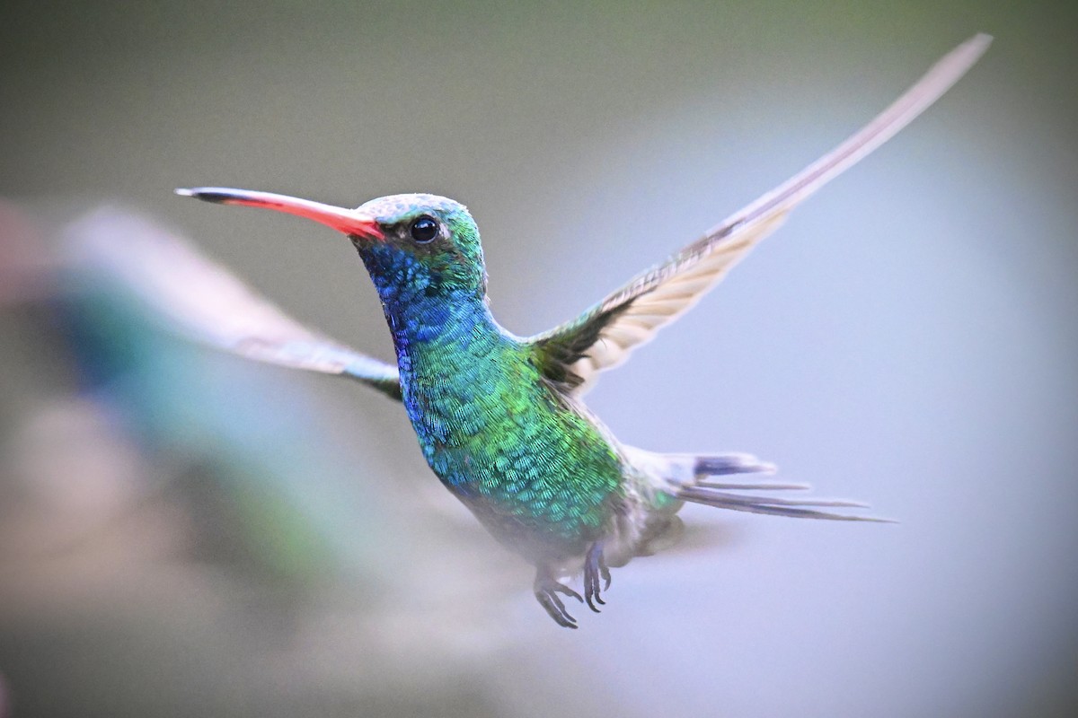 kolibřík širokozobý - ML621125831