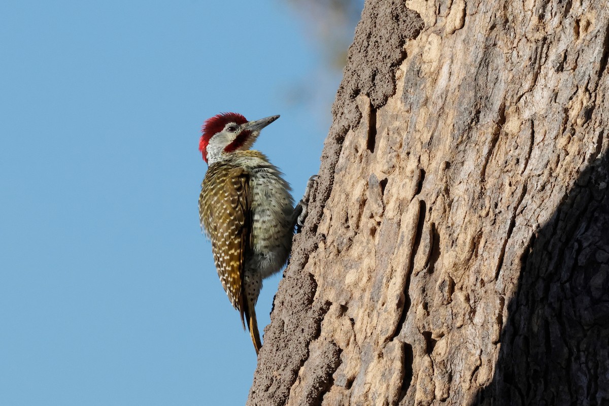 Bennett's Woodpecker - ML621125842