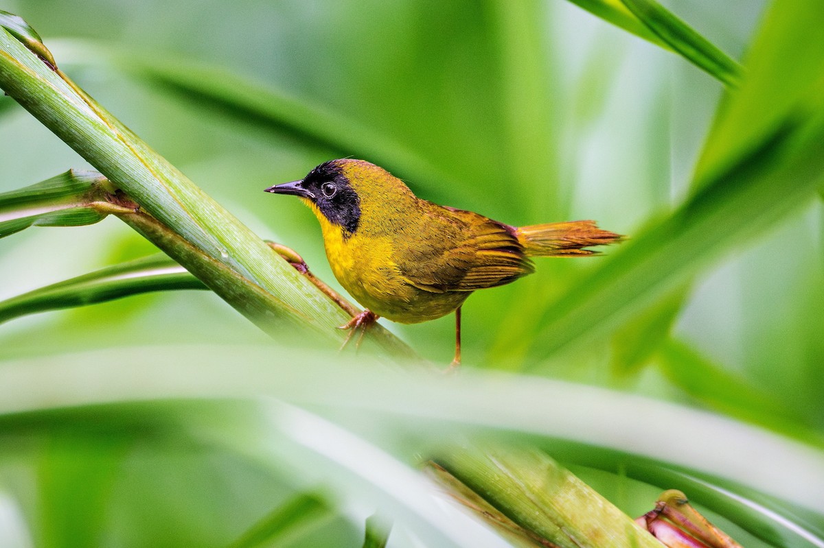 Olive-crowned Yellowthroat - ML621125844
