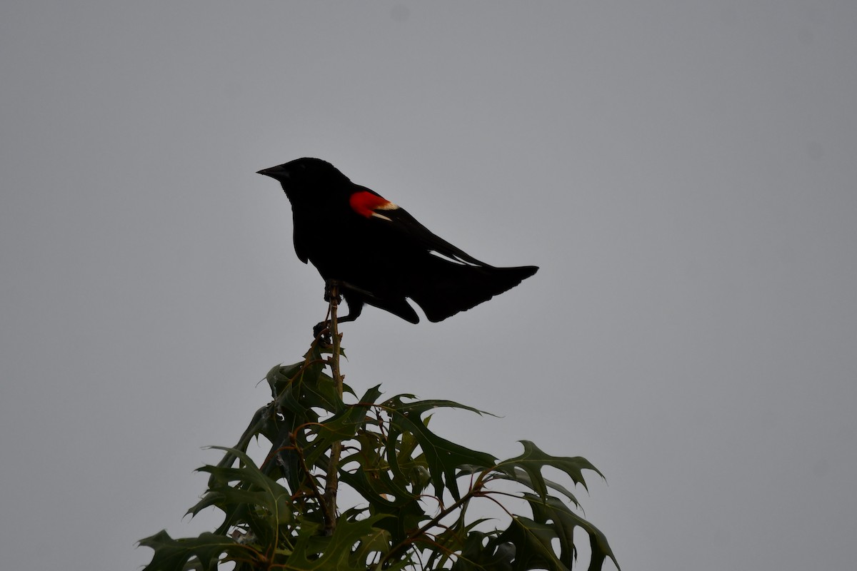 Red-winged Blackbird - ML621125848