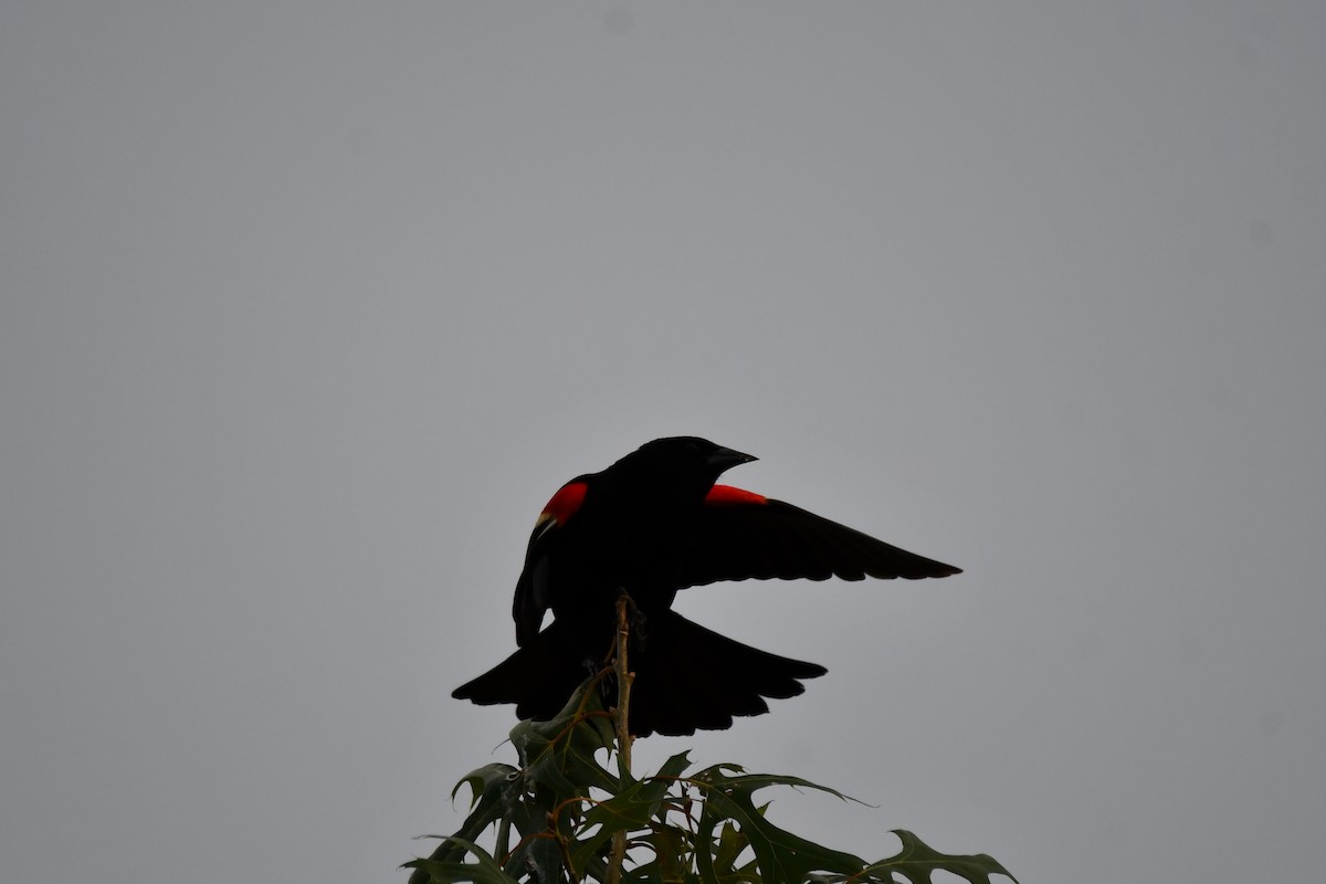 Red-winged Blackbird - ML621125850