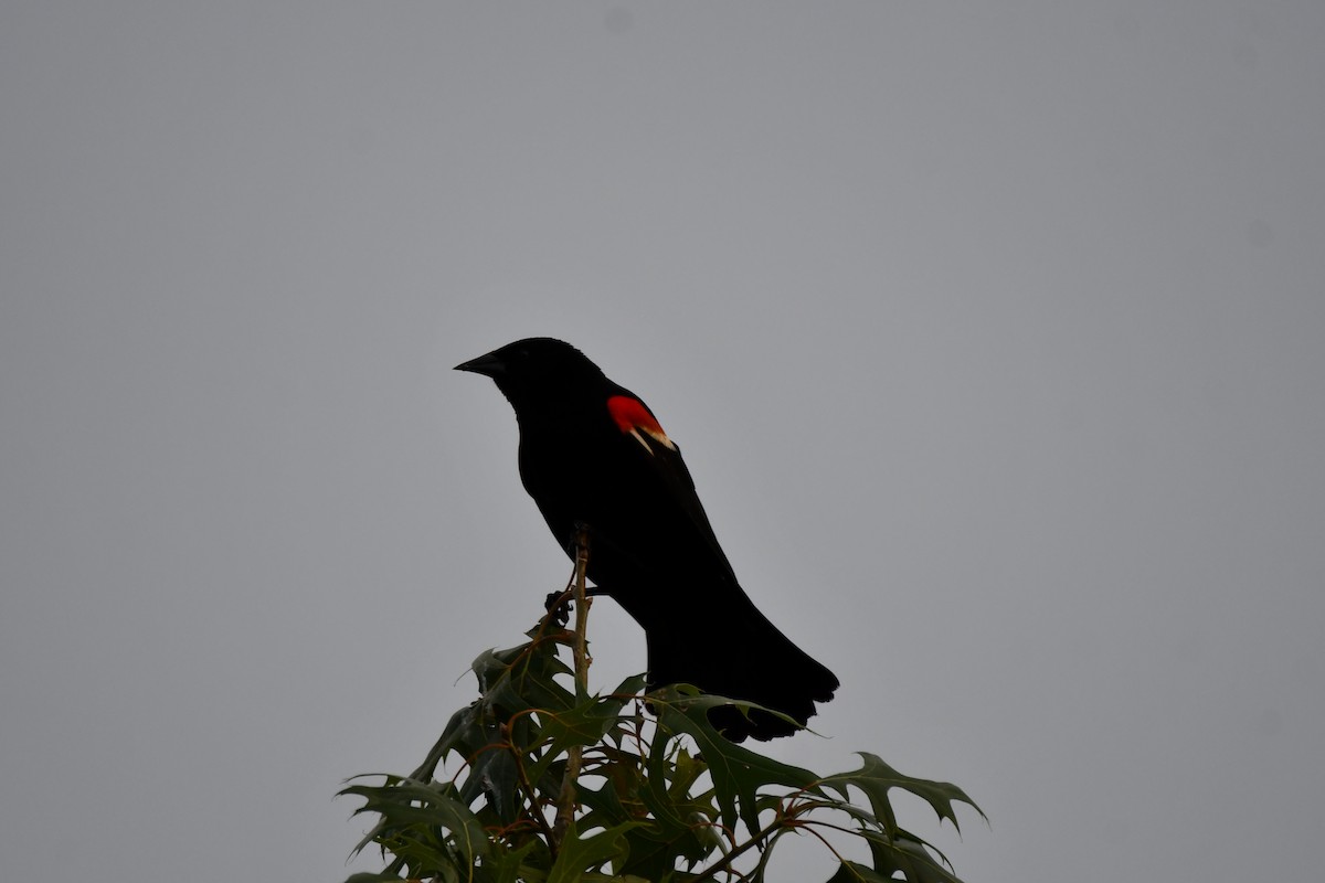 Red-winged Blackbird - ML621125851